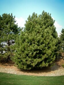 Сосна Чёрная (Pinus Nigra) купить по цене от 270.00р. в интернет-магазине «Посадика» с доставкой почтой в в Буйе и по всей России – [изображение №1].