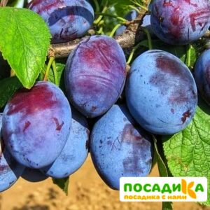 Слива Чачакская ранняя купить по цене от 229.00р. в интернет-магазине «Посадика» с доставкой почтой в в Буйе и по всей России – [изображение №1].