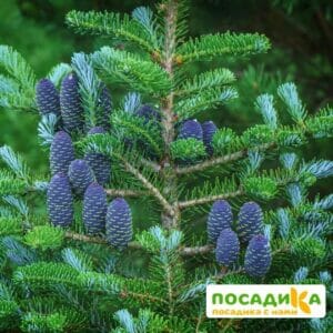 Пихта корейская (Abies koreana) купить по цене от 450.00р. в интернет-магазине «Посадика» с доставкой почтой в в Буйе и по всей России – [изображение №1].