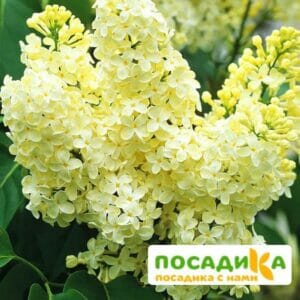 Сирень Примроуз (Primrose) купить по цене от 529.00р. в интернет-магазине «Посадика» с доставкой почтой в в Буйе и по всей России – [изображение №1].