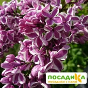 Сирень Сенсация купить по цене от 529.00р. в интернет-магазине «Посадика» с доставкой почтой в в Буйе и по всей России – [изображение №1].