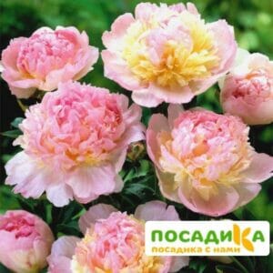 Пион Распберри Сандей (Paeonia Raspberry Sundae) купить по цене от 959р. в интернет-магазине «Посадика» с доставкой почтой в в Буйе и по всей России – [изображение №1].