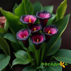 Калла Аура Лейс купить по цене от 400р. в интернет-магазине «Посадика» с доставкой почтой в в Буйе и по всей России – [изображение №1].