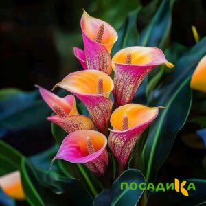 Калла Оникс купить по цене от 450р. в интернет-магазине «Посадика» с доставкой почтой в в Буйе и по всей России – [изображение №1].