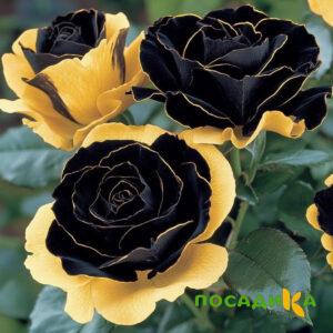 Роза Ханни Сикл купить по цене от 700р. в интернет-магазине «Посадика» с доставкой почтой в в Буйе и по всей России – [изображение №1].