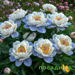 Пион акварельный Этюд купить по цене от 806р. в интернет-магазине «Посадика» с доставкой почтой в в Буйе и по всей России – [изображение №1].