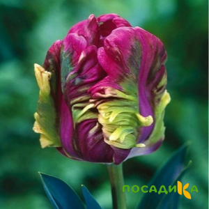 Тюльпан Экзотик Хэвен купить по цене от 186р. в интернет-магазине «Посадика» с доставкой почтой в в Буйе и по всей России – [изображение №1].