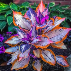 Хоста Эмеральд Тиара купить по цене от 602р. в интернет-магазине «Посадика» с доставкой почтой в в Буйе и по всей России – [изображение №1].