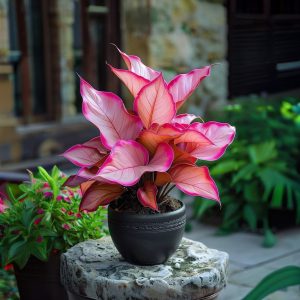 Хоста Розовая Симфония купить по цене от 800р. в интернет-магазине «Посадика» с доставкой почтой в в Буйе и по всей России – [изображение №1].